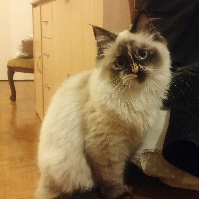 Kozy de Carnelle Ekatarina Diane